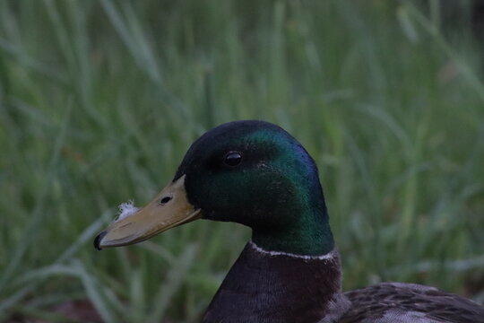 duck