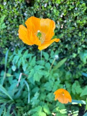 orange flower in the garden