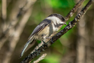 Chickadee on a branch