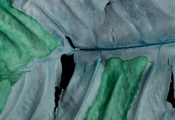 abstract background of dry and torn leaf texture with beautiful turquoise color effect. detail of...