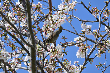 桜にヒヨドリ、江戸川堤（千葉県松戸市）にて