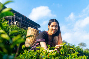 Portrait of Asian woman farmer working in tea plantation in Chiang Mai, Thailand. Hill tribes woman...