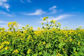 Yellow rape flowers bloom in spring