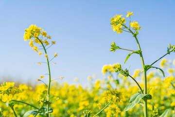 Yellow rape flowers bloom in spring