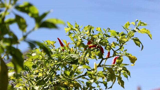 Cayenne pepper or devil's Chili is one of the hottest pepper in the world. In Indonesia known as cabe rawit