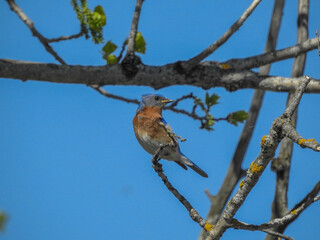 Bluebird up high in the branches