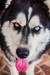 Siberian husky dog with different color eyes, blue and yellow