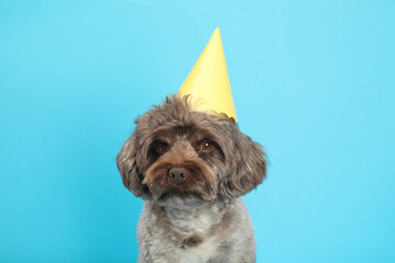 Cute Maltipoo dog with party hat on light blue background. Lovely pet