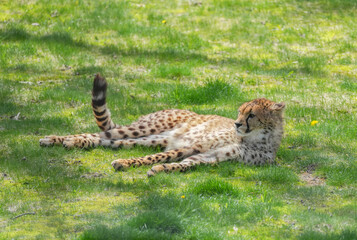 cheetah lying down resting on meadow