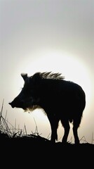 Silhouette of Wild Boar Against White Background