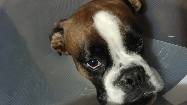 Boxer Dog with Vet Cone in Tender Moment