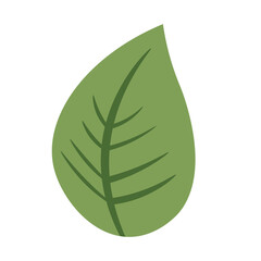 Single green leaf vector image, tropical leaf decoration elements, floral leaves clipart
