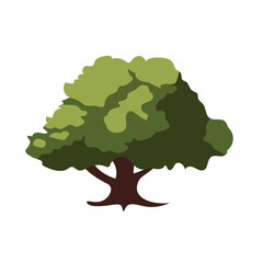 Cartoon oak tree with green leaves, pohon ek or oak tree vector illustration isolated on white background