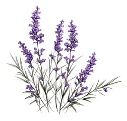 PNG Lavender blossom drawing flower.