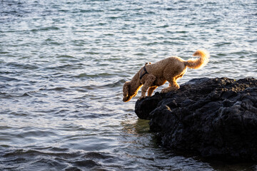 Doodle dog standing on a lava rock beach at sunset focused on the ocean, Maui, Hawaii
