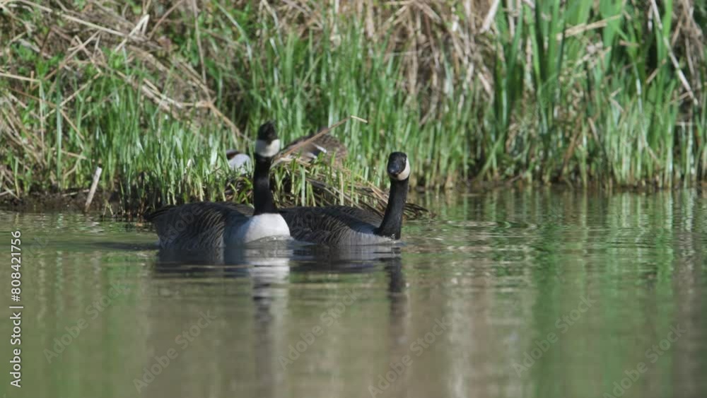 Sticker Canada Goose, Branta canadensis, bird at spring time on lake	