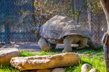 Naklejka premium A huge Aldabra Tortoiser in Tucson, Arizona
