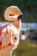 A group of Chilean Flamingoes in Tucson, Arizona