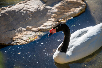 A Black Necked Swan in Tucson, Arizona