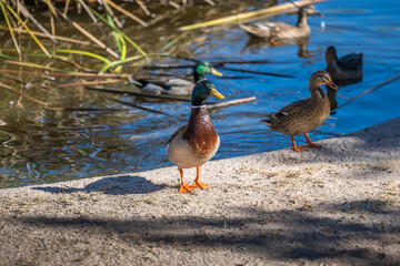 A bunch of Mallards in Tucson, Arizona