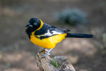 A Venezuelan Troupial in Tucson, Arizona