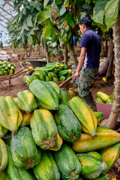 Latin American farmer Ecuador pushes wheelbarrow with ripe yellow-green babaco Carica pentagona fruits between beds. Garden with drip irrigation in greenhouse during harvest. Harvesting tasty babako.