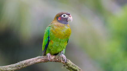 brown-hooded parrot on a branch and facing the camera in costa rica