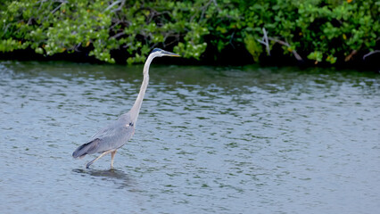 a great blue heron wading in the wetlands at merritt island in florida