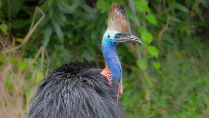 close up of a southern cassowary preening its feathers on a rainy day at etty bay, nth queensland