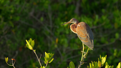 sunrise shot of a tricolored heron perching on a tree in the wetlands at merritt island
