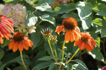 공원에는 꽃들이 만발하여 아름답습니다