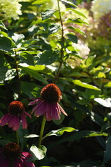 공원에는 꽃들이 만발하여 아름답습니다