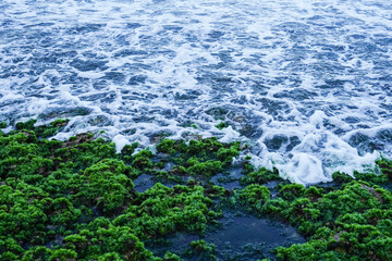 waves crashing on rocks covered in green seaweed