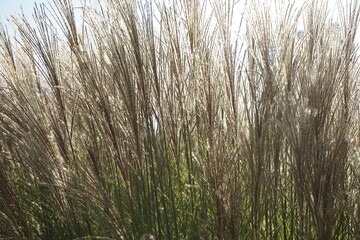 Fototapeta premium 공원에는 풀들이 무성합니다