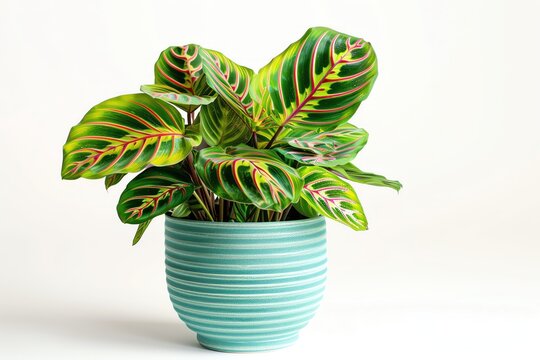 A maranta or prayer plant with red veins in a turquoise pot, its leaves folded up, isolated on a white background