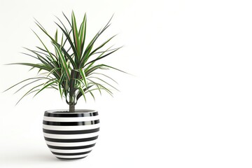 A dracaena marginata with rededged leaves in a black and white striped pot, isolated on a white background