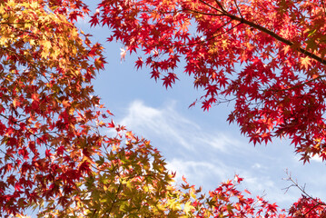 秋の公園　カラフルな美しい紅葉の風景　滋賀県大津市びわこ文化公園
