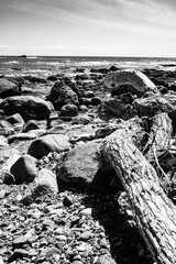 Fototapeta premium Dana Point Tree and Rocks