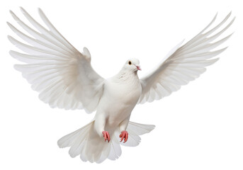 PNG Wedding doves animal flying white.