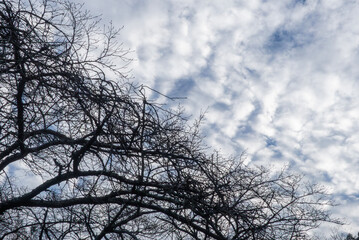 雲が多い冬の寒空に葉が落ちた大きな木　自然背景