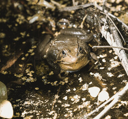 frog in the water
