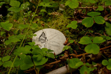 Misplaced Sand Dollar Sits on Moss in Olympic Forest