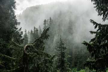 Morning Light And Thick Fog Create A Mood In The Forest Below Ipsut Pass