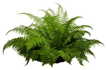 PNG Fern plant white background freshness.