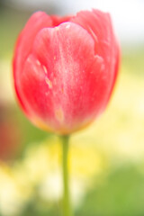 Close-up of a red tulip flower
