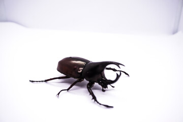 Rhinoceros beetle isolated on a white background.