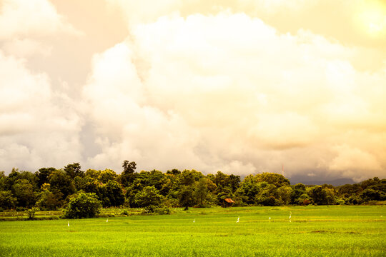 An intriguing agricultural ambiance in the rice fields, showcasing the essence of farming.