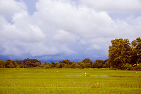 An intriguing agricultural ambiance in the rice fields, showcasing the essence of farming.