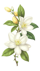Naklejka premium The beauty of natural flora with jasmine flowers