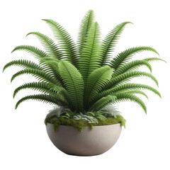 Obraz premium Boston fern nephrolepis exultate png isolated on transparent background